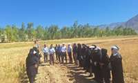 کشت ۵۲ رقم آزمایشی از محصولات کشاورزی دیم در گچساران